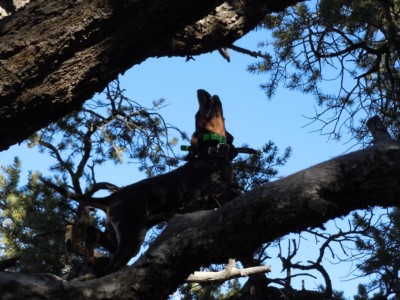 reba in a tree 3.jpg