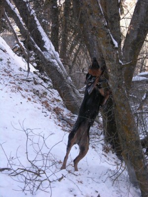 reba on tree.jpg