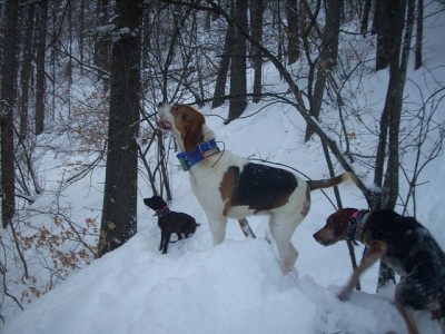 my daughters pup starting to show some intrest