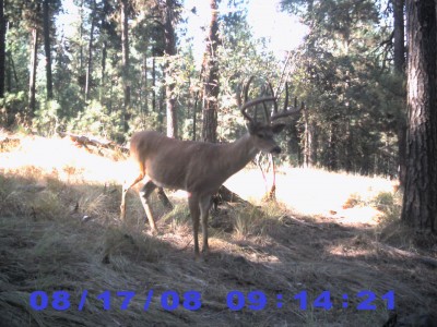 trail cam 002.JPG