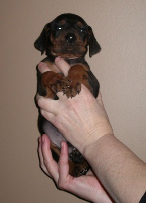 Born Nov.10 /2008  6 weeks old here