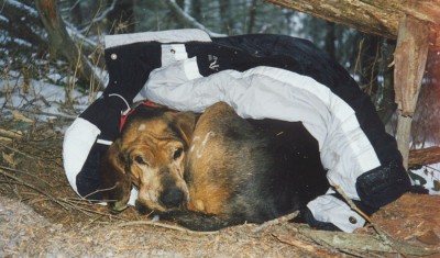 Layzer Hound from Dan Lay