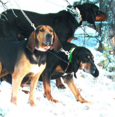 Dixie was also a Lay bred female, she was 11 when I lost her.