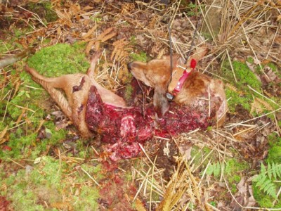 Jiggs 2 [640x480].jpg