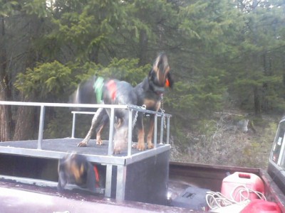 bear strike by trouble sarge and fly.jpg