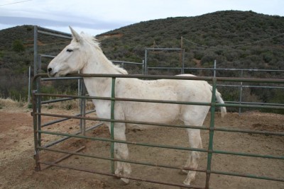 horse n mule 046.jpg