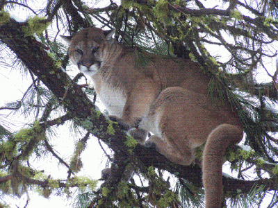 100_2733 [640x480].gif