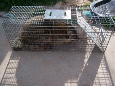 raccoon number 12.JPG (233.29 KiB) Viewed 2588 times i caught this raccoon on the second day using my bait made at home