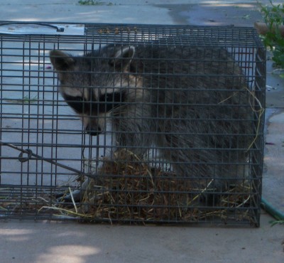 100_0740.raccoon.JPG (928.1 KiB) Viewed 2588 times this is the second raccoon caught some time last night