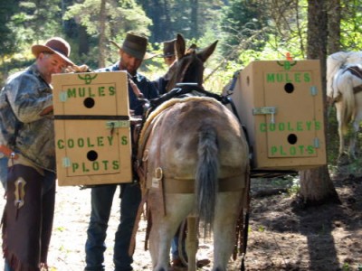 dog mule box.jpg