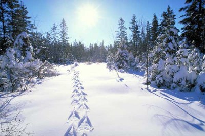 very biggest lion tracks.jpg