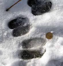 bigger  lion tracks.jpg
