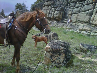 He's no champion but one smooth ride. Had good weekend with hounds and horses.