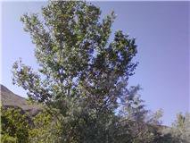 there is a coon in this tree i know my female put it  there at 9 am