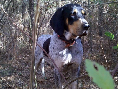 Bluetick Zues