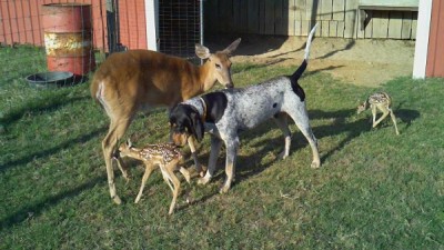 zeus with tame doe and fawns