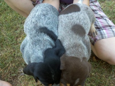 Top bluetick pups