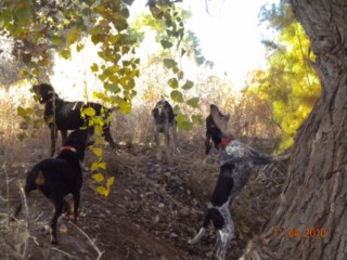 Rio Grande Lion 007 [320x200].jpg
