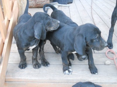 Lilly Puppies 001 (Copy).JPG