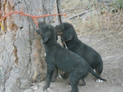 Lilly Puppies 011 (Copy).JPG