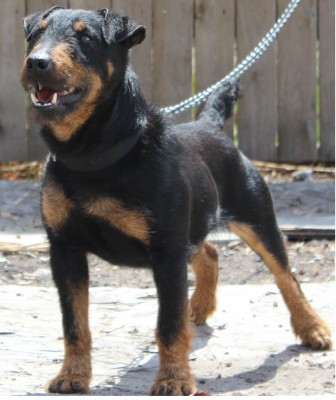 This is Joker my boy!