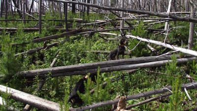 Tonya Carbondale River 2.jpg