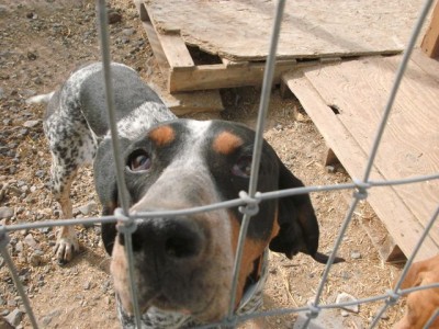 Bluetick eye 2.JPG
