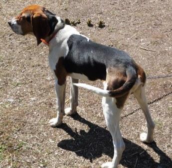 sold at 8 weeks and is making a dang fine lion hound in WA.