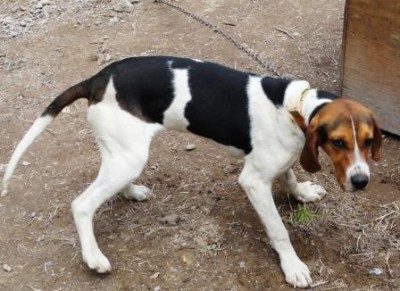 Ginger was making bear races at 9 months