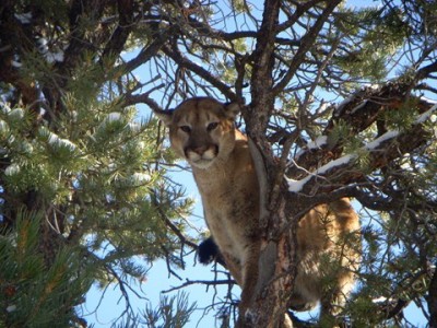 this was a big tom that we let run another day