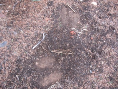 deer hunt nov 11 004.jpg