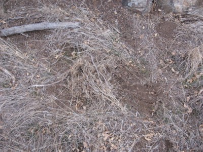 leroys deer hunt 004.jpg