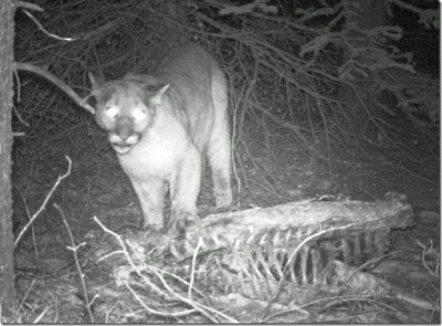 cougar1[1].jpg