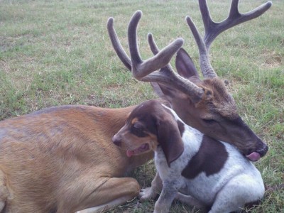 hercules as pup with pet buck.jpg
