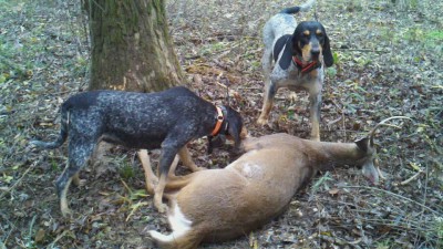 2011 zeus and athena.jpg