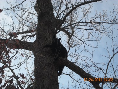 5 year old boys bear