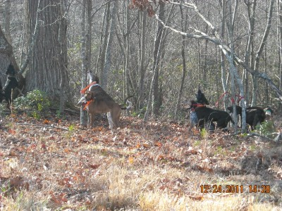 Bear 12-24-11 022 edited.jpg