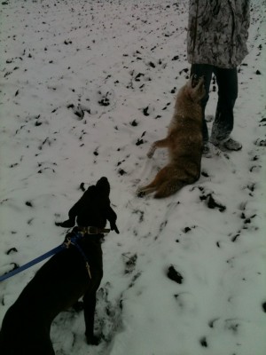 the 1st one we killed today