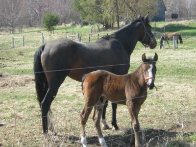 This her 2011 colt