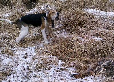 Here's a 9 month old second time seeing a yotes