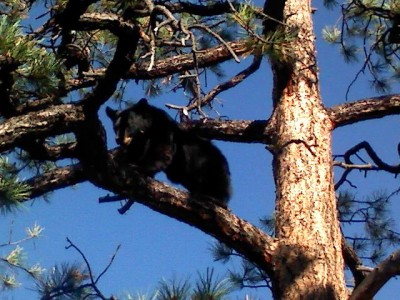 Captured iph 00156.jpg