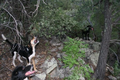 All the dogs at the tree