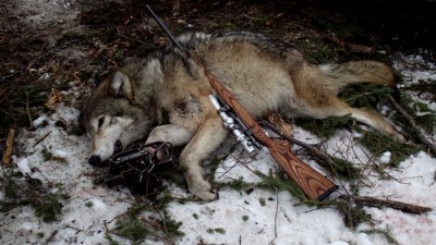 Wolf Jan.8 2012 2.jpg