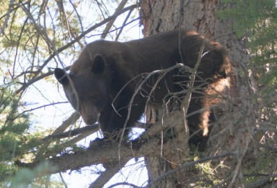 bear2.JPG