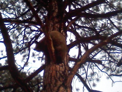 Captured 2008-12-16 00061.jpg