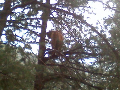 Captured 2008-12-16 00062.jpg