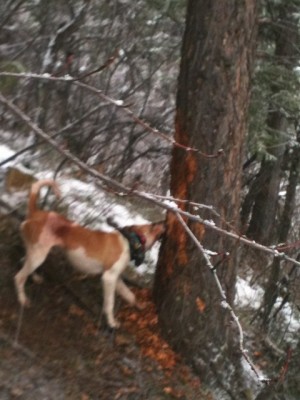 ol dudley was gonna chew down and fall that tree before the hunter arrived