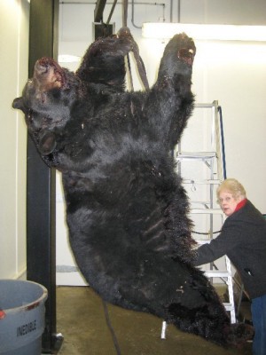 Huge Wis Bear.jpg