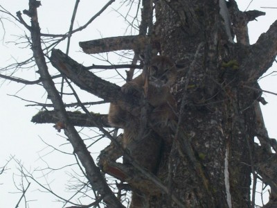 Had to get to work so i took pics of the cat with the camera and a video of my dog on my phone which broke the next day