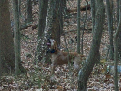 BEAR SEASON 2011 003.JPG